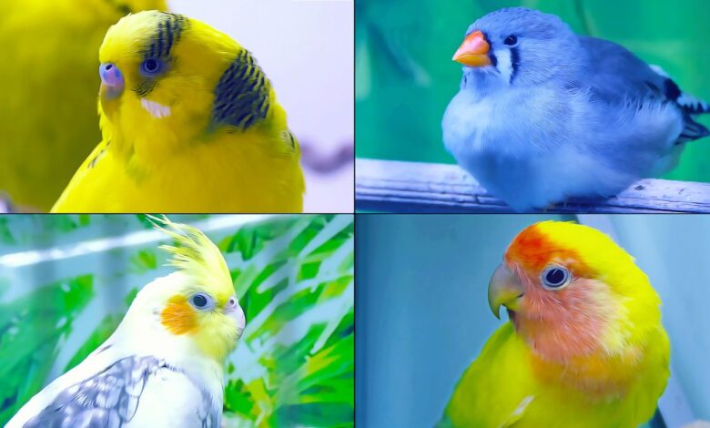 TOP 8 PARROTS AND BIRDS YOU CAN BUY IN A PET STORE