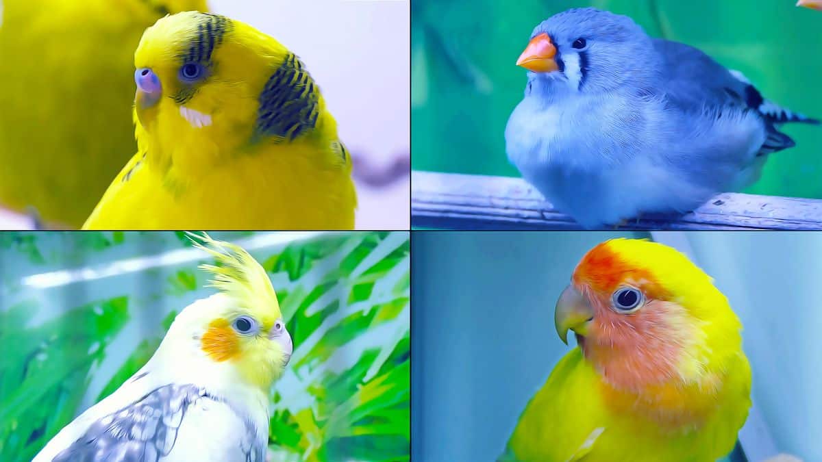 TOP 8 PARROTS AND BIRDS YOU CAN BUY IN A PET STORE