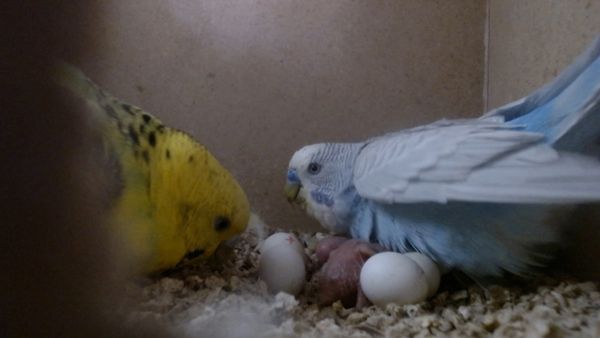 Can a Male and Female Budgies Live Together?