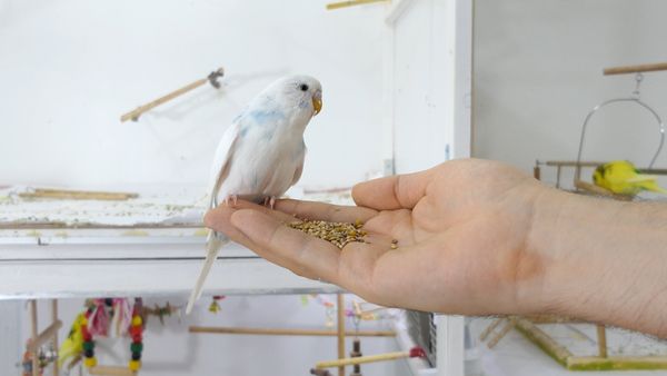 Does Budgie Get Attached To Their Owners? Hand taming a Pet that HATES YOU!