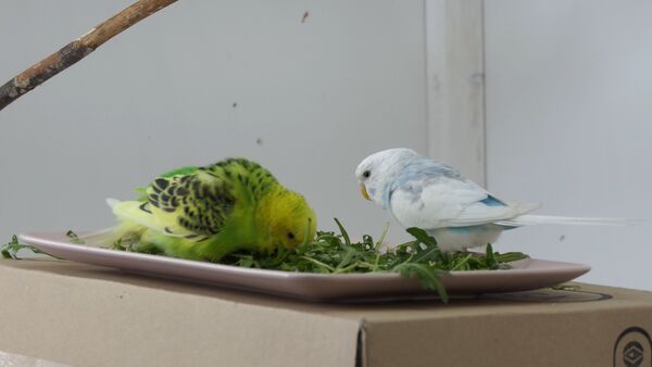 How to get Budgies to eat Fruits and Vegetables? First-hand experiences!