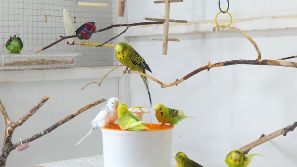 Everything About Budgie Fountain Bathing: Why is it easy to bathe using a fountain?