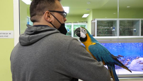 Some parrots and birds can be bought from a pet store and they can give you all love. A healthy pet together with a happy pet owner is a great combination.