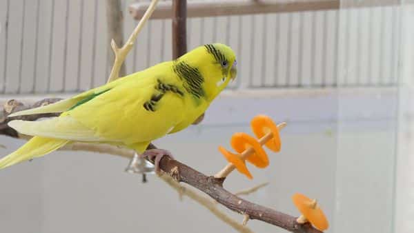 How to get Budgies to eat Fruits and Vegetables? First-hand experiences!