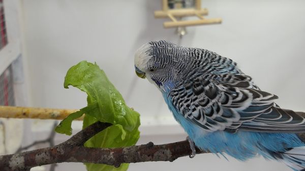 How to get Budgies to eat Fruits and Vegetables? First-hand experiences!