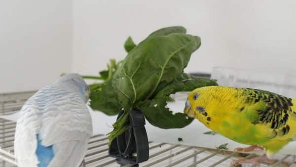 budgies can eat spinach