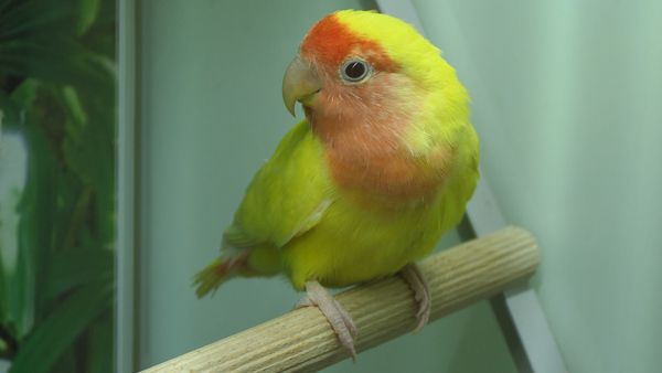 Some parrots and birds can be bought from a pet store and they can give you all love. A healthy pet together with a happy pet owner is a great combination.
