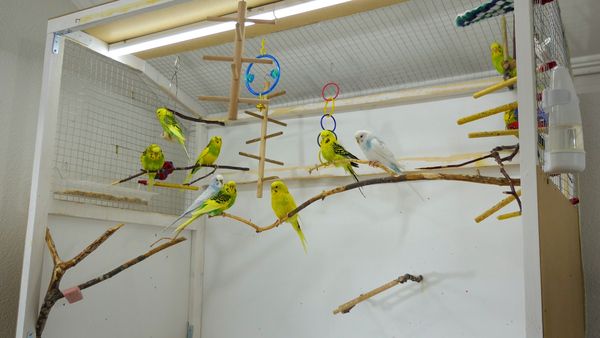 HOW MANY BUDGIES CAN YOU OWN in single cage? The noise level unbearable