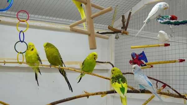 INTRODUCING NEW BUDGIES TO OLDER BUDGIE