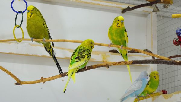 HOW MANY BUDGIES CAN YOU OWN in single cage? The noise level unbearable
