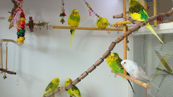 Do you have a happy budgie or a sad budgie? Taking care of a budgie is not just about providing him with food and water.