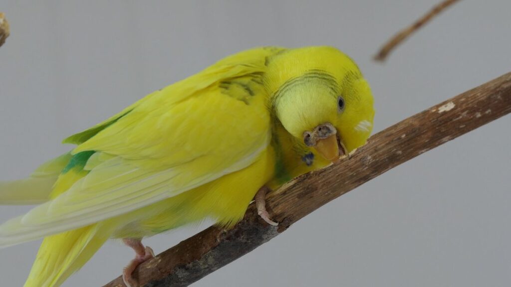 Safe Wood for Perches and Toys Budgie's Happy Life