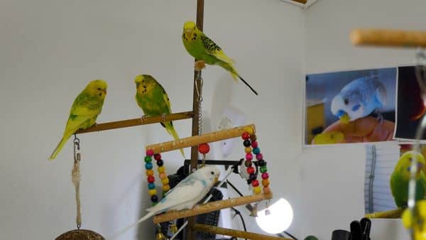 TWO OR FOUR BUDGIES BUT HOW TO KEEP THEM IN THEIR HOUSE