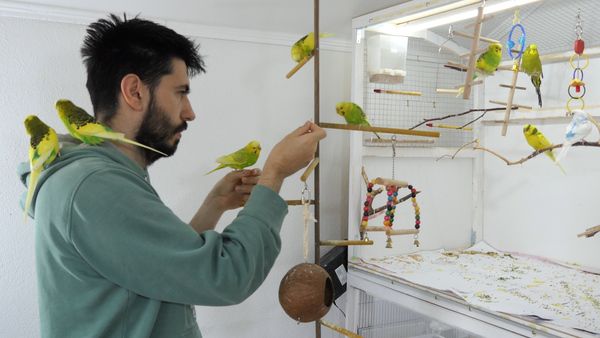 Things To Consider While Petting A Parakeet