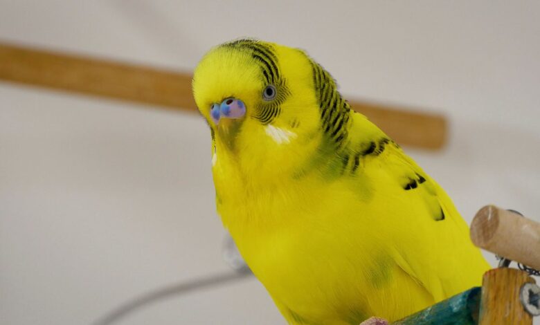 WHAT IF YOU’RE ALLERGIC TO BUDGIE BIRD Fighting bird allergies!
