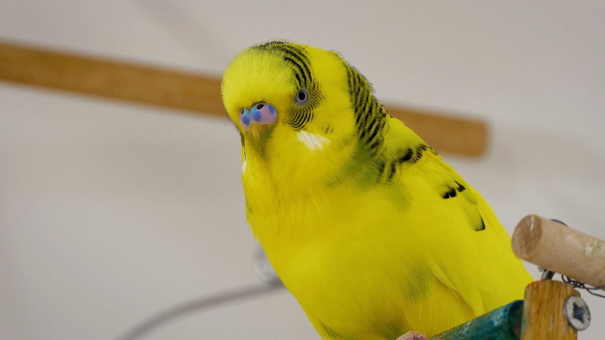 WHAT IF YOU’RE ALLERGIC TO BUDGIE BIRD Fighting bird allergies!