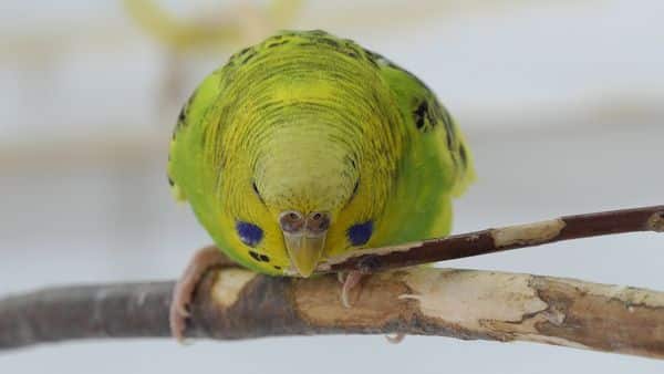 What is Safe Wood for Perches and Toys for Budgies? In this article, we discuss how can You get budgie's life entertaining and get a healthy environment.
