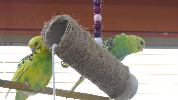 diy budgie toys from safe wood