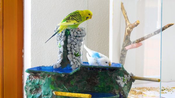 diy fountain for budgies