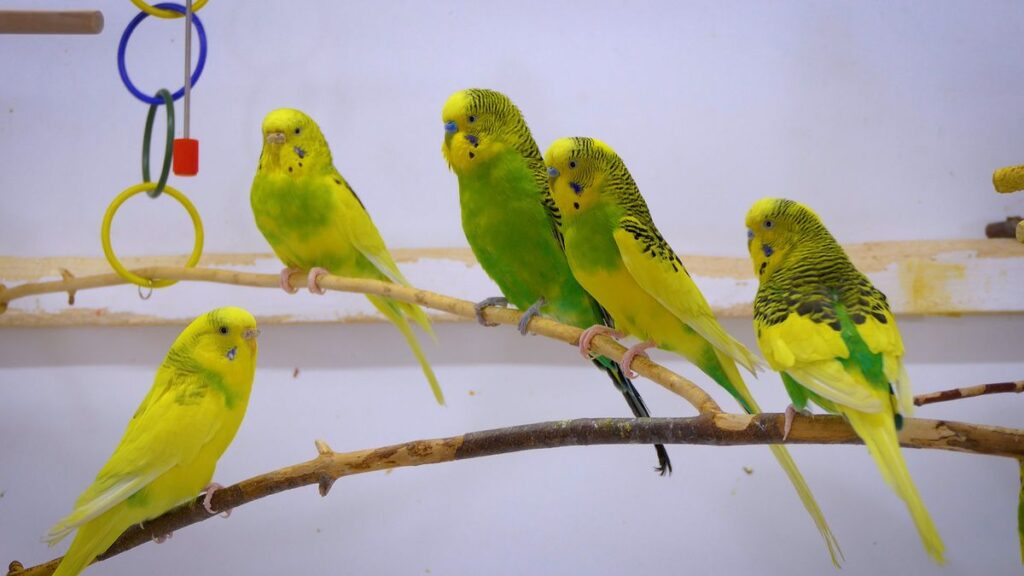 3 Simple Ways to Tell the Age of a Budgie