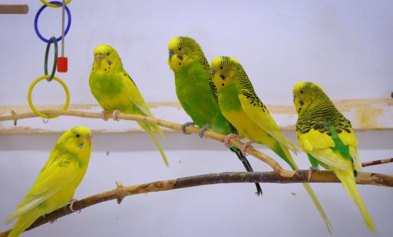 3 Simple Ways to Tell the Age of a Budgie