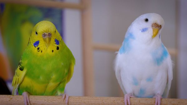 This article addresses those three means by which you can easily tell the age of your budgerigar. The ways only work when your budgie is still young. 