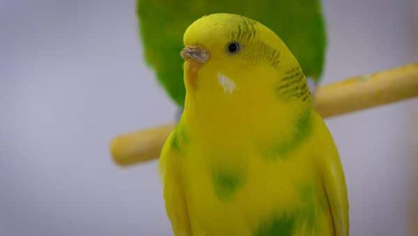 This article addresses those three means by which you can easily tell the age of your budgerigar. The ways only work when your budgie is still young.