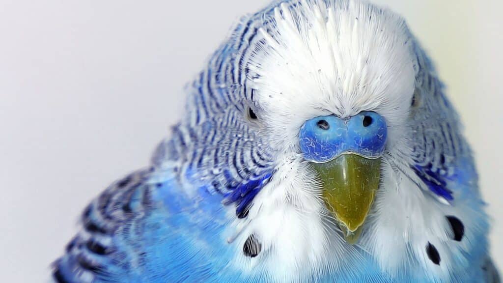 12 SIGNS YOUR BUDGIE IS CRYING FOR HELP