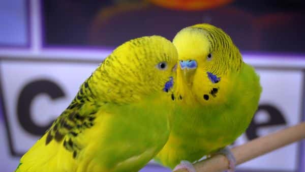 This article  discuss twelve signs that indicate your budgie is crying for your help. May save your Birds life!