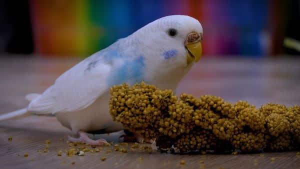 If released in the wild, a captive budgie will face serious challenges that minimize its chances of survival. Releasing Budgies outside is wrong!