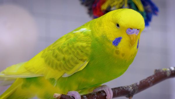 This article  discuss twelve signs that indicate your budgie is crying for your help. May save your Birds life!