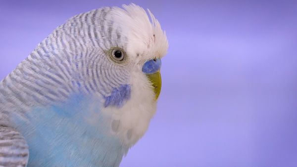 If released in the wild, a captive budgie will face serious challenges that minimize its chances of survival. Releasing Budgies outside is wrong!