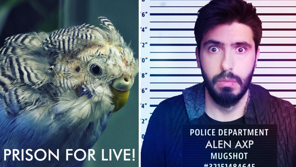 Going to prison for keeping Budgies