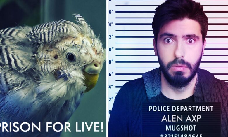 Going to prison for keeping Budgies
