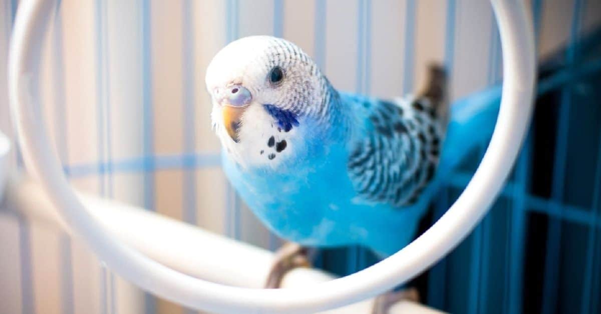 How to calm a budgie down [ 4 super easy way]