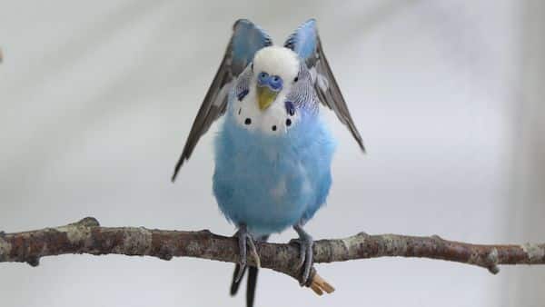 You will find 4 Super Easy Ways to calm down a scared Budgie. Keeping them in a home or cage might make them feel nervous and uncomfortable.