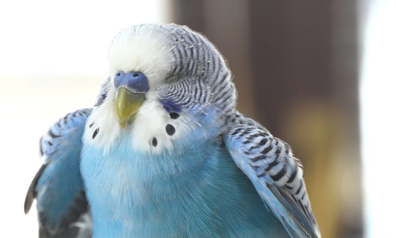 10 MISTAKES THAT SHORTEN YOUR BUDGIE'S LIFE