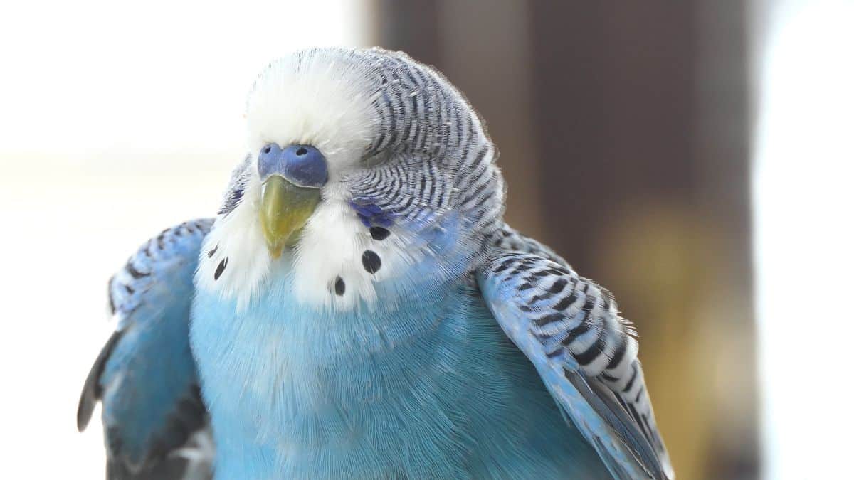 10 MISTAKES THAT SHORTEN YOUR BUDGIE'S LIFE