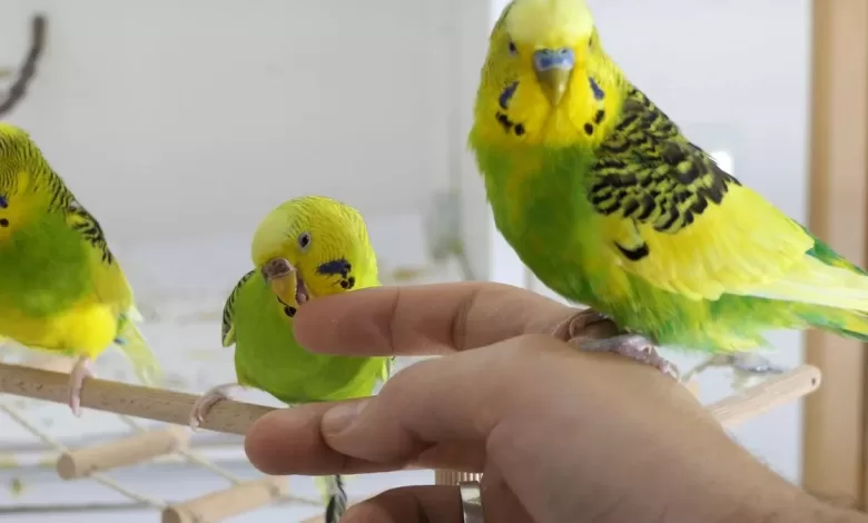 5 REASONS FOR SUDDEN AGGRESSION IN BUDGIES