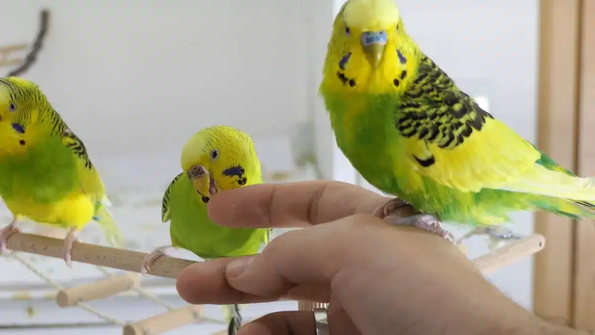 5 REASONS FOR SUDDEN AGGRESSION IN BUDGIES 