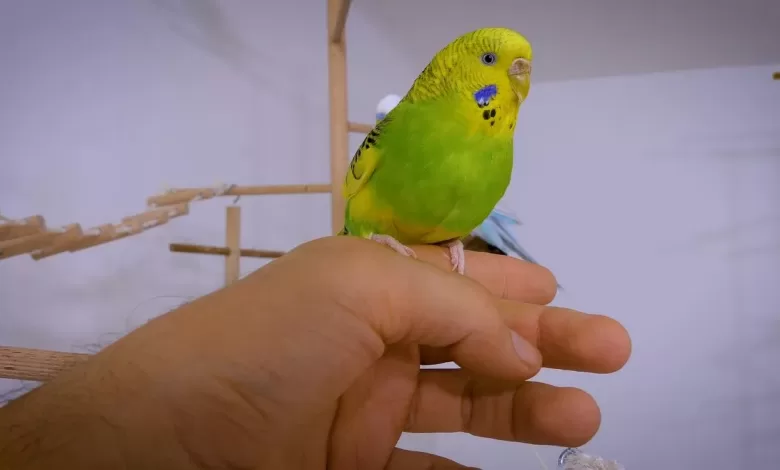 5 REASONS FOR SUDDEN LOSS OF TRUST IN BUDGIES