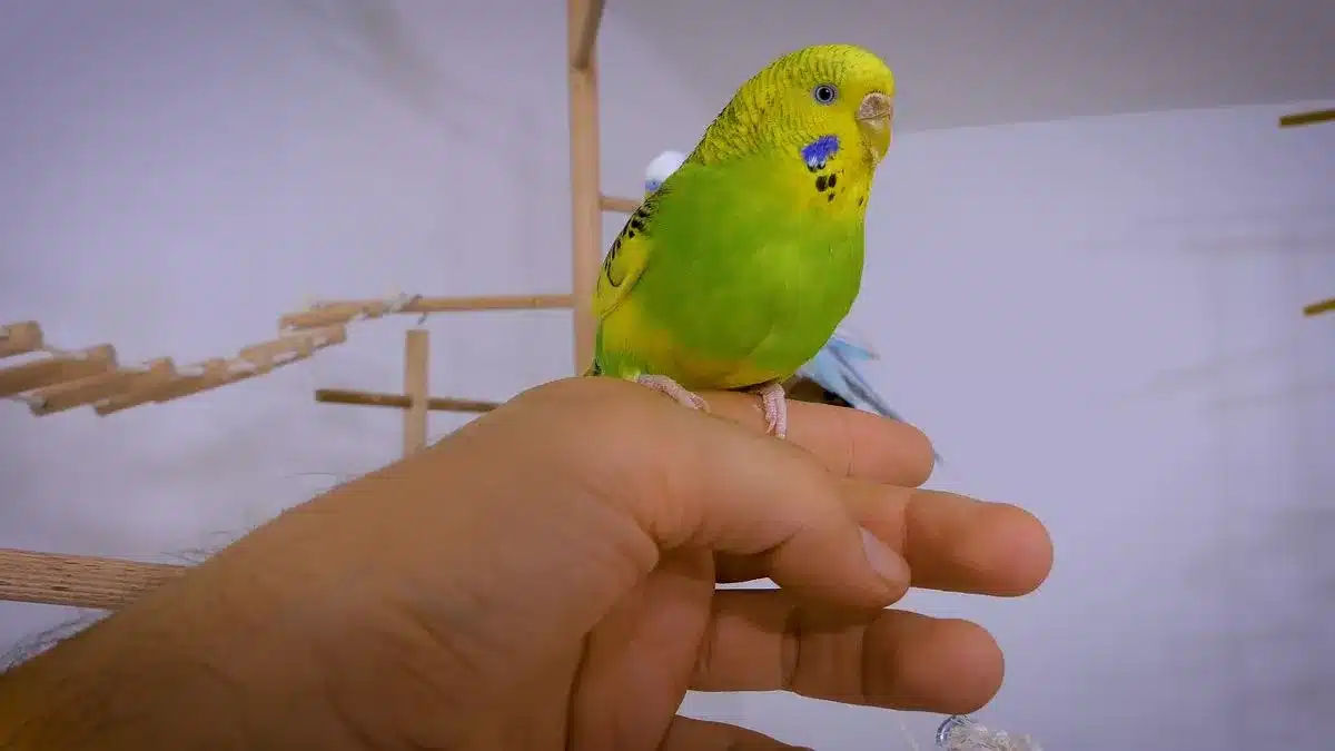 5 REASONS FOR SUDDEN LOSS OF TRUST IN BUDGIES