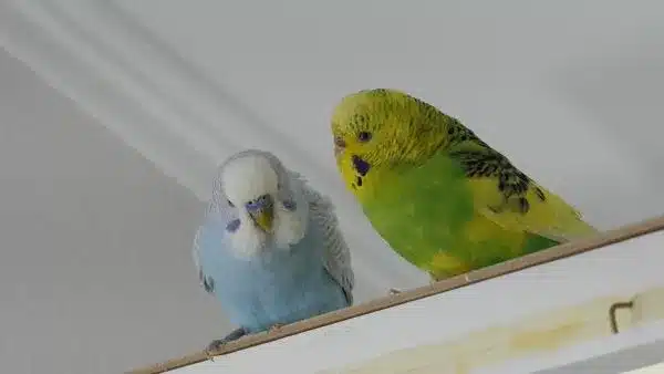 discussed the common mistakes budgies owners make that can shorten the bird's life. By reading the article, you will understand why mistakes are dangerous and how to go about them.