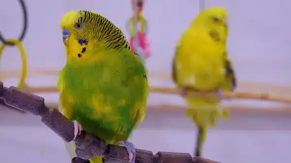 Budgie Trust