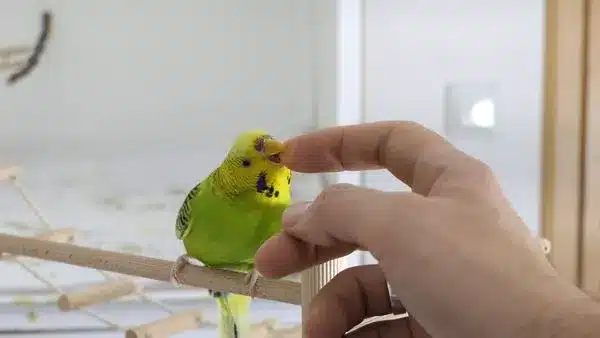 Budgies are quite sociable but can also get aggressive. The aggression can vary from the normal one caused struggle for resources to violence caused by hormonal changes or trauma from the past life.