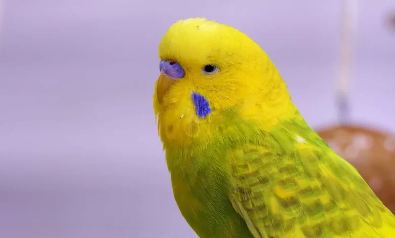 5 Mistakes every Beginner does to Budgie