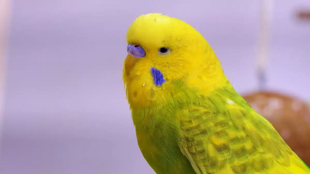 5 Mistakes every Beginner does to Budgie