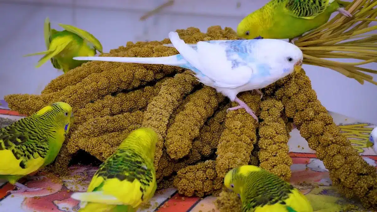 Are Budgies Dirty Pets Is it Easy to Take Care of a Budgie