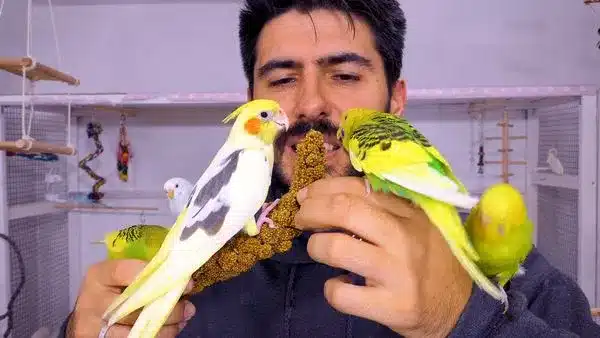 Budgie and Cockatiel are two of the most popular pet birds out there. As such, many bird lovers often wonder whether these two birds can share a cage. 