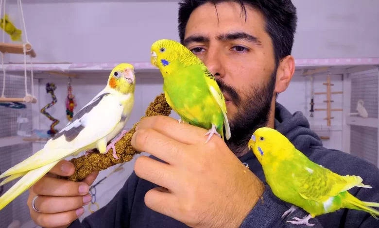 Budgie and Cockatiel Together in the Same Cage